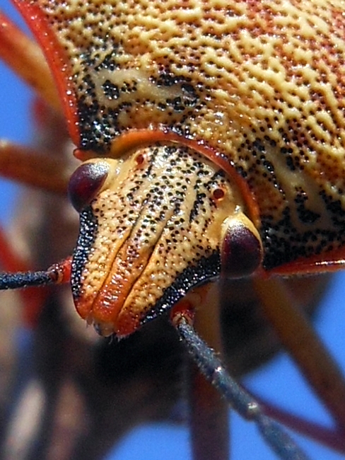 Pentatomidae: Carpocoris mediterraneus atlanticus